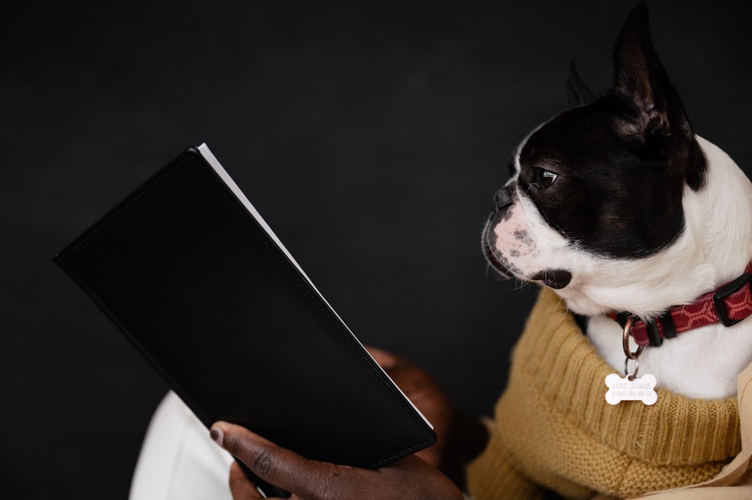 Pet travel documentation and compliance planning