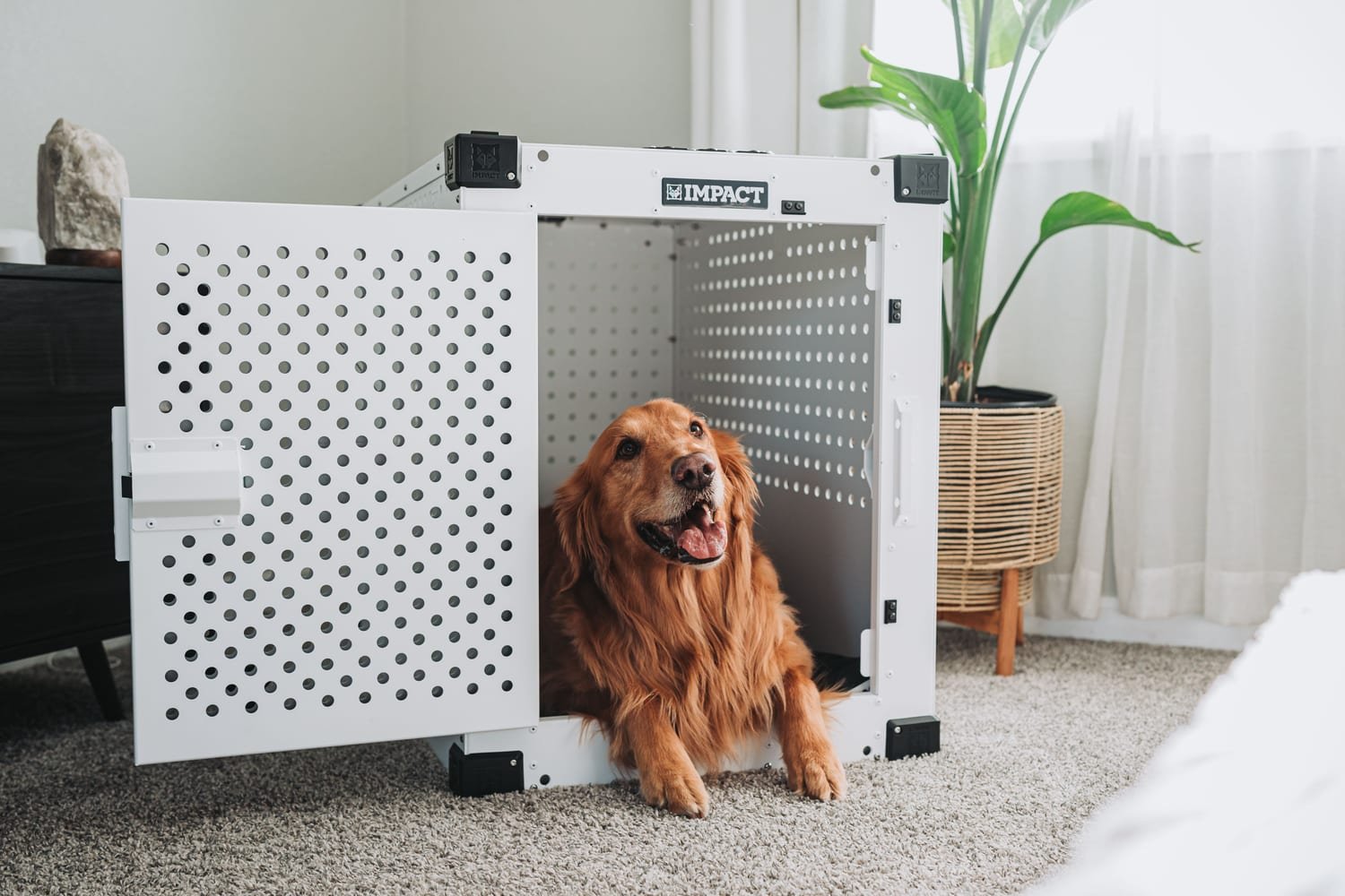 Dog in an airline-approved travel kennel