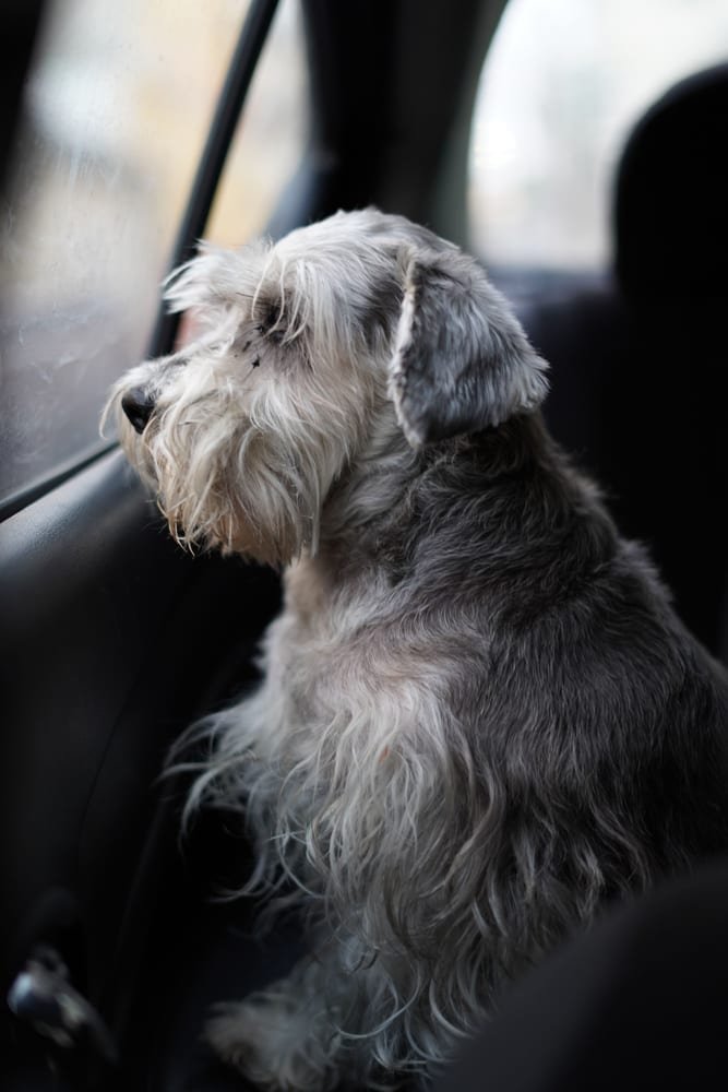 Pet traveling safely by air